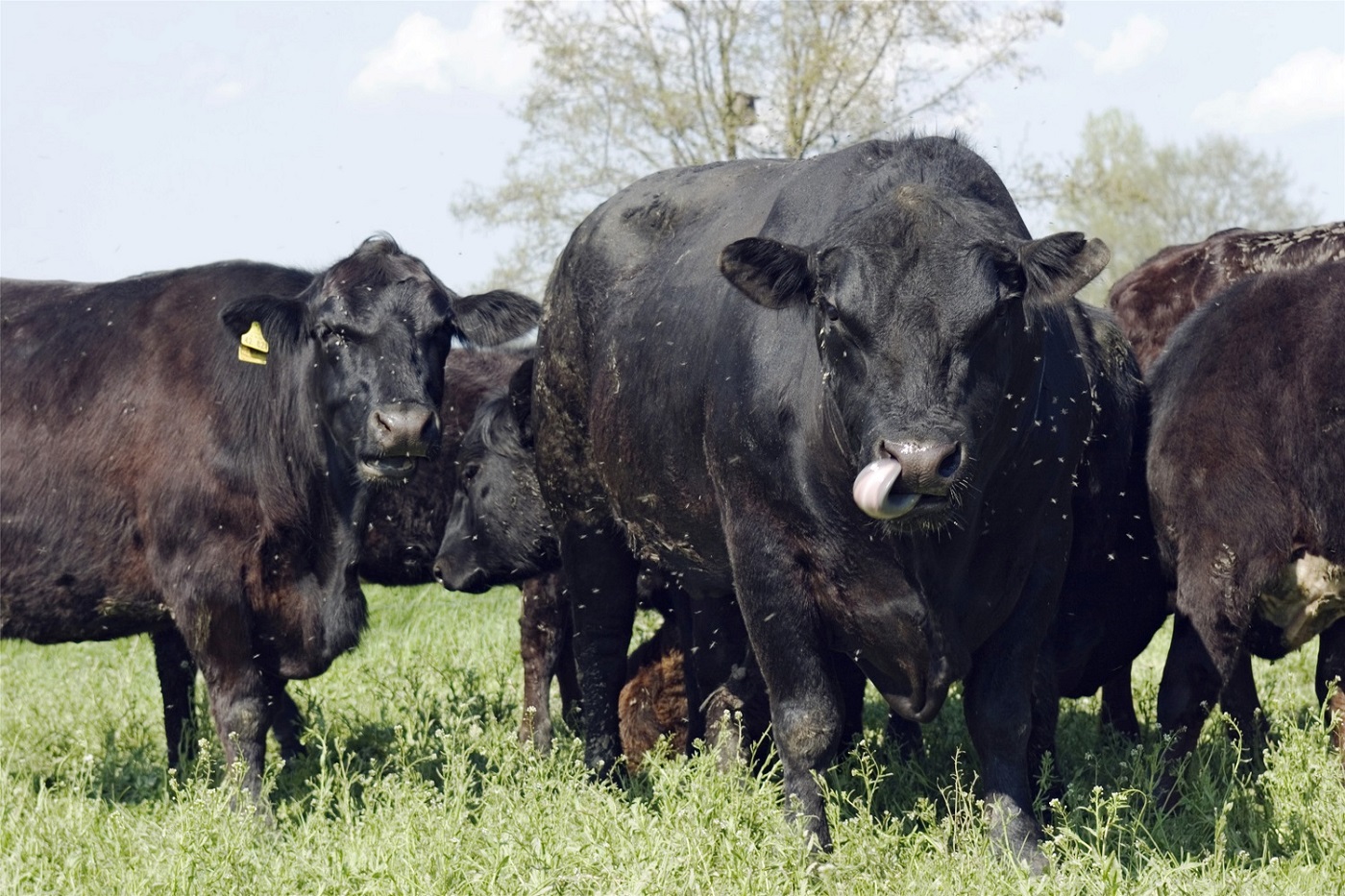 張掖市肉牛全產業鏈發展座談會召開
