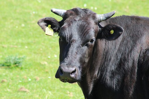 錫林郭勒盟牛羊肉精深加工率達到65%以上