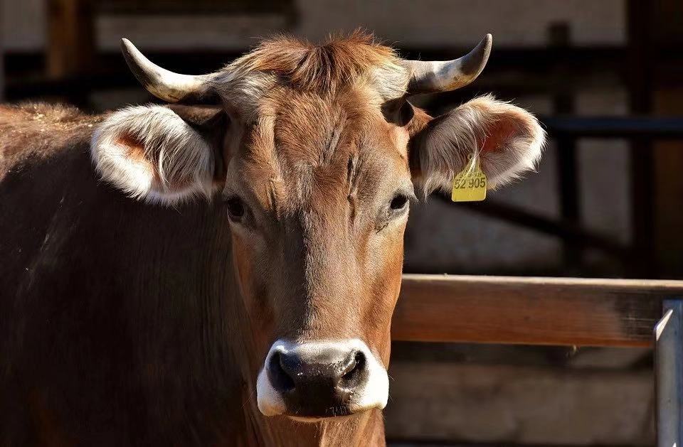 多不飽和脂肪酸竟能影響奶牛后代的性別比例？
