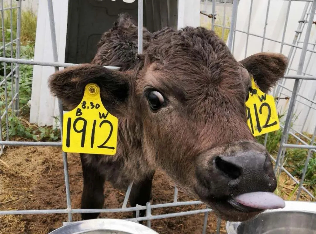 有奶難賣？奶牛養殖牧場“借腹生子”產純血和牛讓利潤翻番！