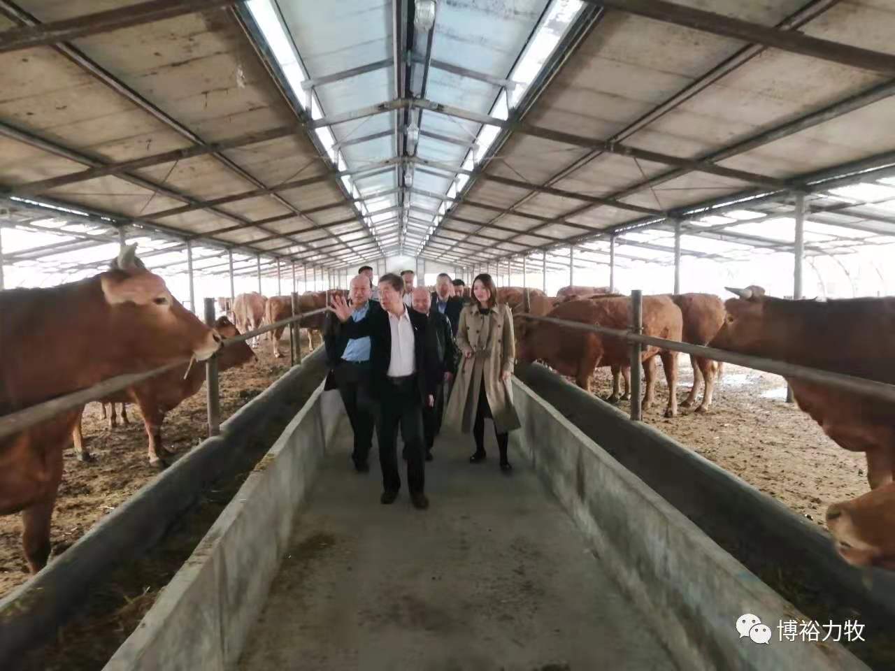 魯西黃牛產業蓄勢待發 “借腹懷胎”助力快速擴繁