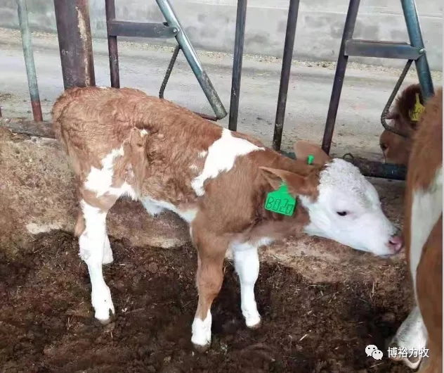 8月初，內蒙古科右前旗歸流河林富畜禽養殖專業合作社陸續迎來了一批胚胎移植的西門塔爾犢牛。