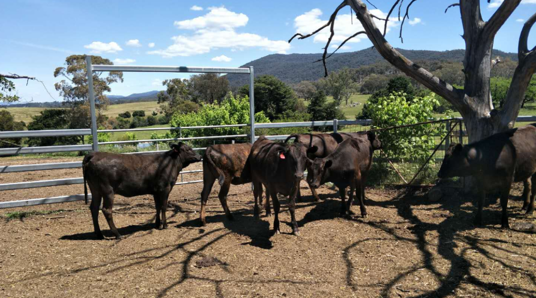 牛業課堂 |澳大利亞肉牛業發展圖鑒